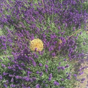 Meet your Posher, Sandy