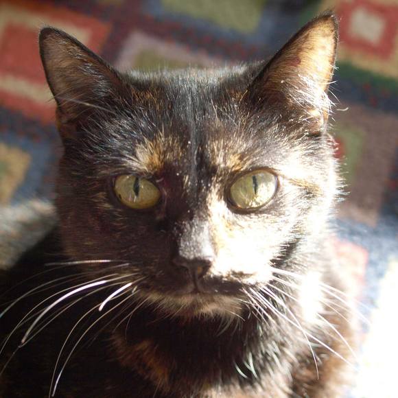 Meet your Posher, Elizabeth