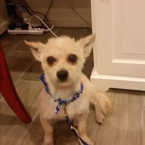 Meet your Posher, Devin