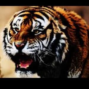 Meet your Posher, Thomson