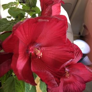 Meet your Posher, Danabel