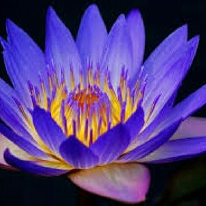 Meet your Posher, Lashounda