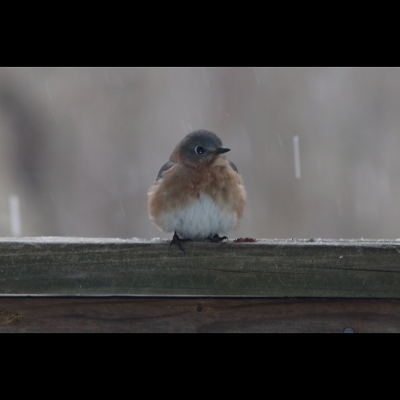 Meet your Posher, Sylvia