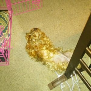 Meet your Posher, Willie