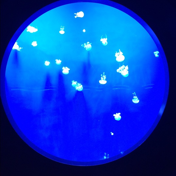 Meet your Posher, Jaiden - Picture 1 of 1