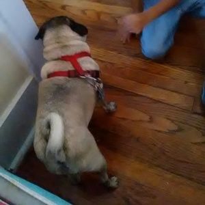 Meet your Posher, Isabel