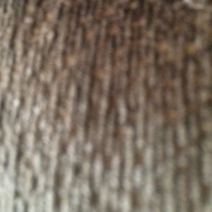 Meet your Posher, Missy