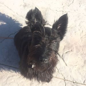 Meet your Posher, Abby