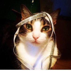 Meet your Posher, Laurie