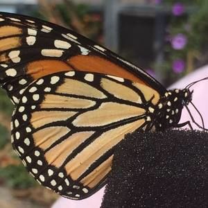 Meet your Posher, Meg