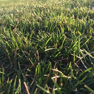 Meet your Posher, Shayden