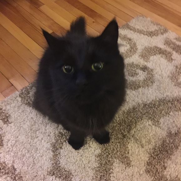 Meet your Posher, Laura - Picture 1 of 1