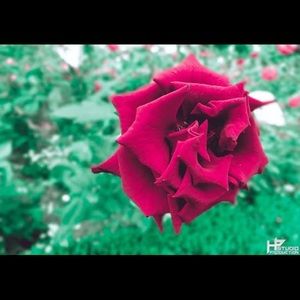 Meet your Posher, Julyana