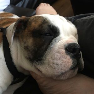 Meet your Posher, Carmen