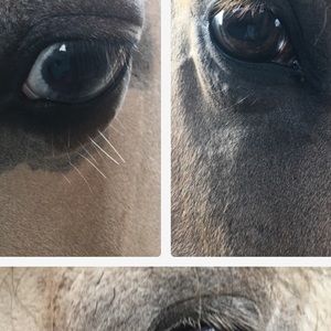 Meet your Posher, Molly