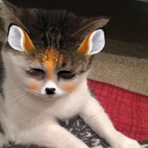 Meet your Posher, Sophia