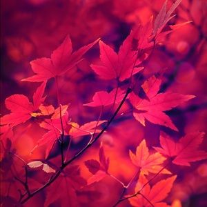 Meet your Posher, Cory