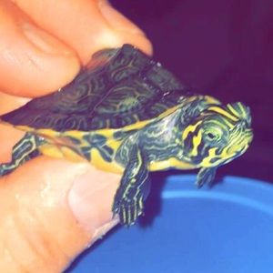 Meet your Posher, Audrey