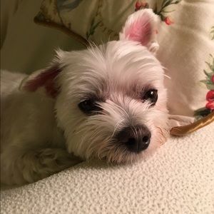 Meet your Posher, Gina