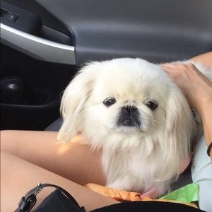 Meet your Posher, Gitte