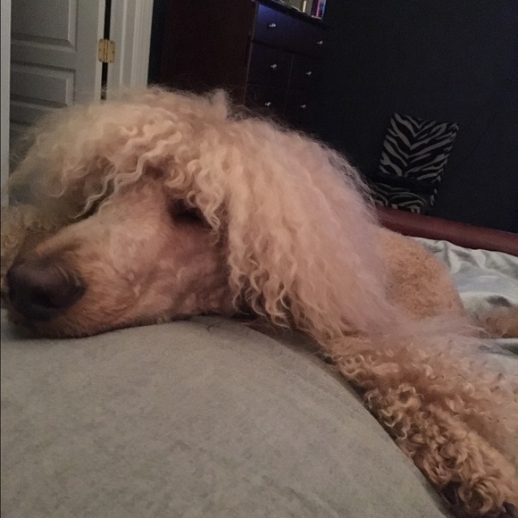Meet your Posher, Quincy - Picture 1 of 1