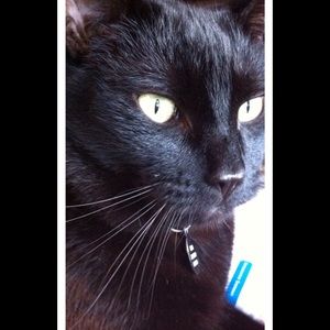 Meet your Posher, Donna