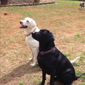 Meet your Posher, Susan