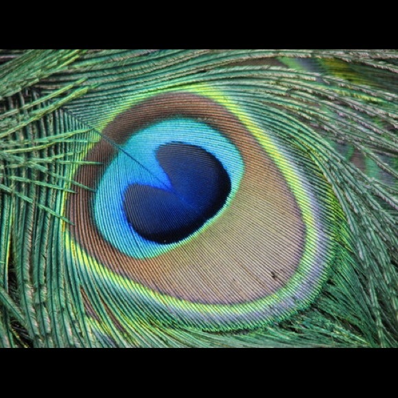 Meet your Posher, Shannon