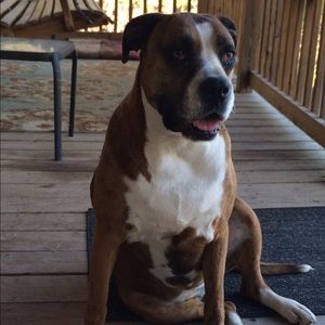 Meet your Posher, Misty