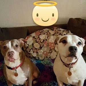 Meet your Posher, Dora