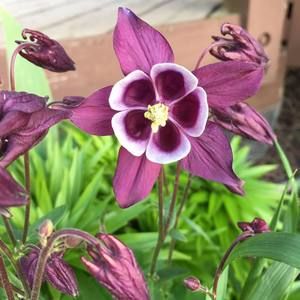 Meet your Posher, Carolyn