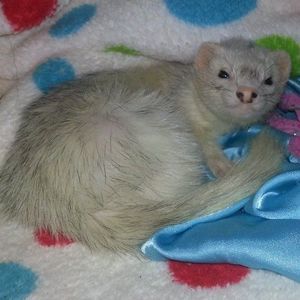 Meet your Posher, Lorrie