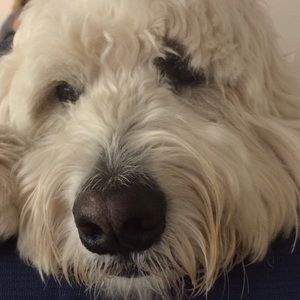 Meet your Posher, Murphy