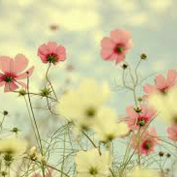 Meet your Posher, Lacey