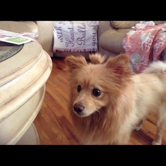 Meet your Posher, Millie - Picture 1 of 1