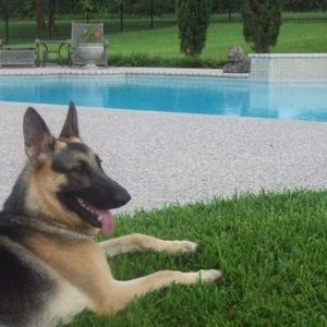 Meet your Posher, Phillip joey