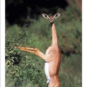 Meet your Posher, Lumphoun