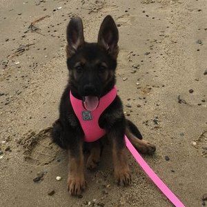 Meet your Posher, Diane