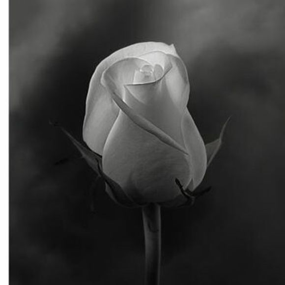 Meet your Posher, Fabiola