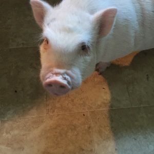 Meet your Posher, Amy