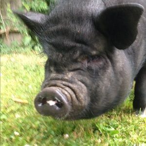 Meet your Posher, Jo