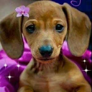 Meet your Posher, Dawn