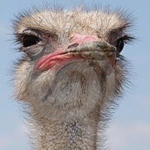 Meet your Posher, Alison