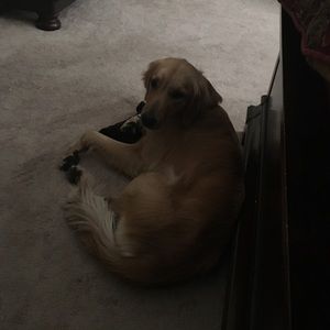 Meet your Posher, Sam