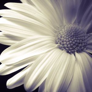 Meet your Posher, Thouraida