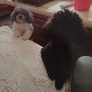 Meet your Posher, Song