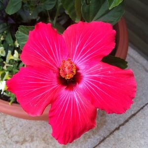 ISO CROSS BODY PURSES