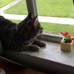 Meet your Posher, Idalis