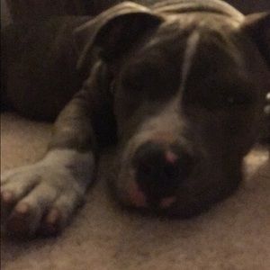 Meet your Posher, Morgan