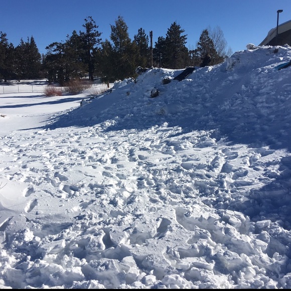 Meet your Posher, Rose - Picture 5 of 6